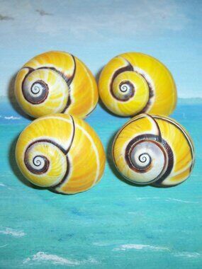 Lot of four 25.0-26.9mm YELLOW Polymita Picta PAINTED TREE, Land Snail SHELLS